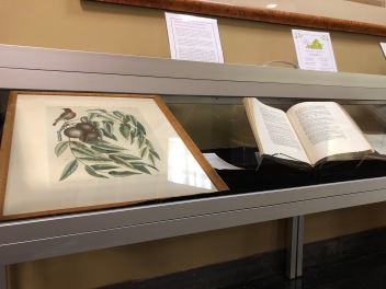 Exhibit photo with 'The Red Start, The Black Walnut' print and reproduction of 'Flora Virginica'